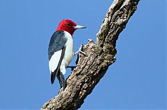 Red-headed Woodpecker